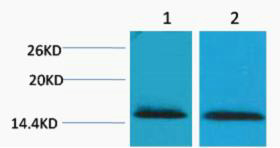 1 - Histone H2B (Tri Methyl Lys43) Rabbit Polyclonal Antibody AP93597