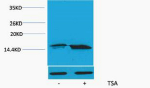 1 - Histone H3 (Acetyl Lys56) Rabbit Polyclonal Antibody AP93599