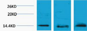 1 - Histone H2B (Tri Methyl Lys5) Rabbit Polyclonal Antibody AP93605
