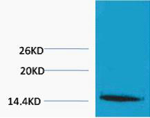 1 - Histone H1 (Tri Methyl Lys25) Rabbit Polyclonal Antibody AP93606