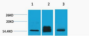 1 - Histone H3 (Di Methyl Lys9) Rabbit Polyclonal Antibody AP93607