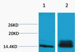 1 - Histone H3 (Di Methyl Lys14) Rabbit Polyclonal Antibody AP93608
