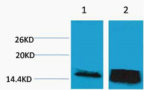 1 - Histone H3 (Tri Methyl Lys14) Rabbit Polyclonal Antibody AP93609