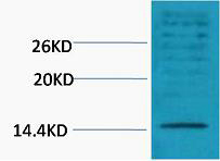 1 - Histone H3 (Di Methyl Lys18) Rabbit Polyclonal Antibody AP93610
