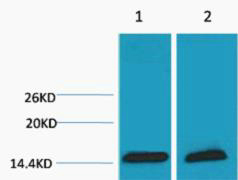 1 - Histone H3 (Tri Methyl Lys18) Rabbit Polyclonal Antibody AP93611