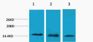 1 - Histone H3 (Tri Methyl Lys27) Rabbit Polyclonal Antibody AP93612