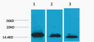 1 - Histone H3 (Di Methyl Lys36) Rabbit Polyclonal Antibody AP93613