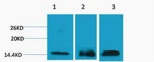 1 - Histone H3 (Tri Methyl Lys36) Rabbit Polyclonal Antibody AP93614