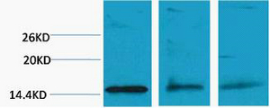 1 - Histone H3 (Di Methyl Lys79) Rabbit Polyclonal Antibody AP93615