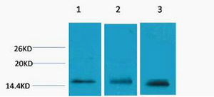 1 - Histone H3 (Tri Methyl Lys79) Rabbit Polyclonal Antibody AP93616