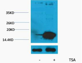 1 - Histone H3 (Acetyl Lys9) Rabbit Polyclonal Antibody AP93617