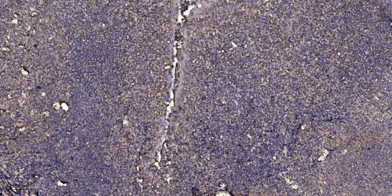 2 - MOTS-C Rabbit Polyclonal Antibody AP93622