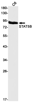 1 - STAT5A/B (8D5) Rabbit Monoclonal Antibody AP93685