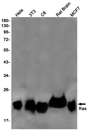 1 - Ras (18R4) Rabbit Monoclonal Antibody AP93694