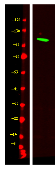 1 - MCM10 Rabbit Polyclonal Antibody AP93711