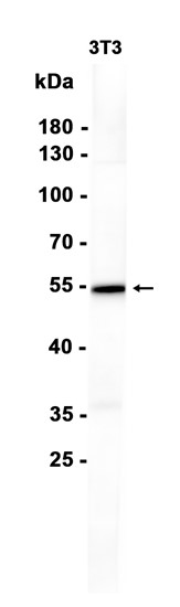 1 - GSDMD (4O13) Rabbit Monoclonal Antibody AP93712