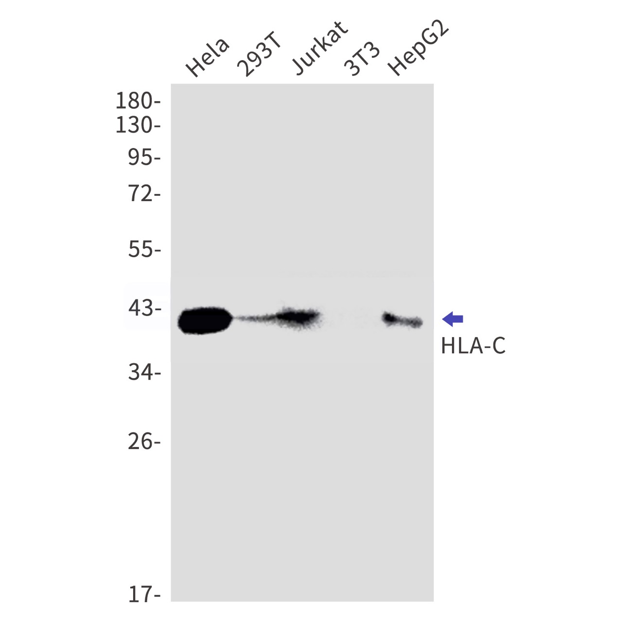 1 - HLA-C (1S16) Rabbit Monoclonal Antibody AP93713