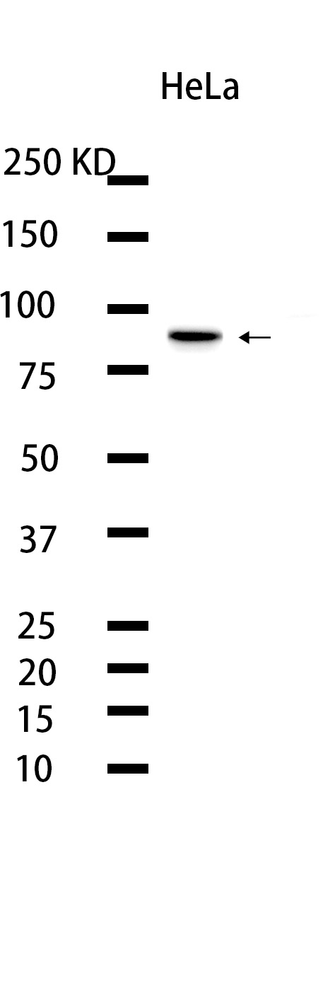 1 - AATF (1P8) Rabbit Monoclonal Antibody AP93718