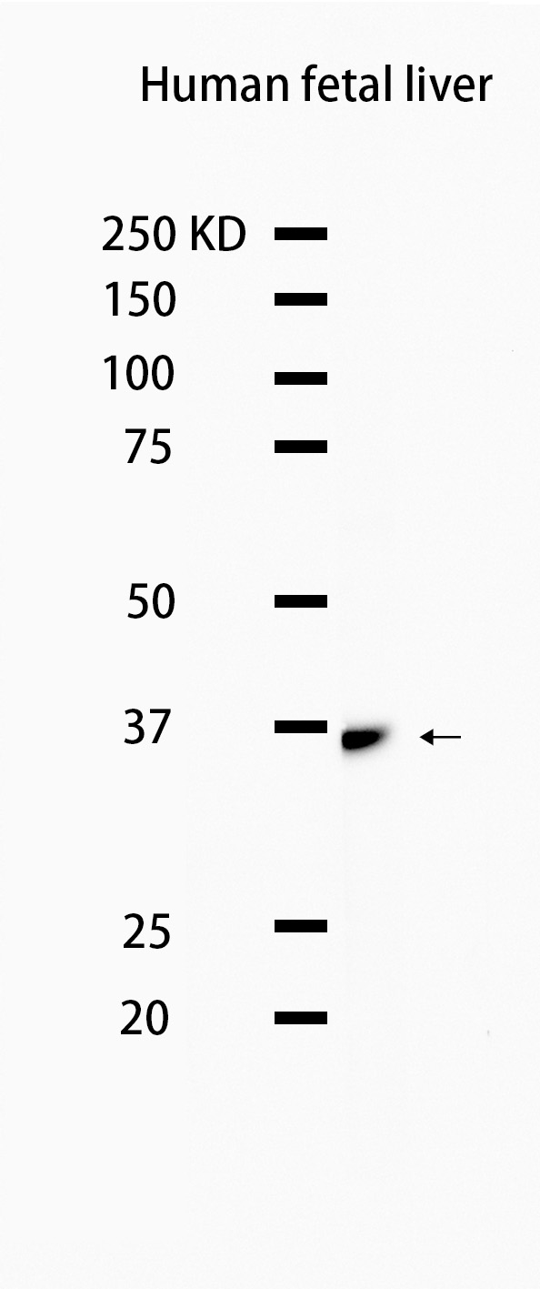 1 - ADH5 (4W16) Rabbit Monoclonal Antibody AP93719