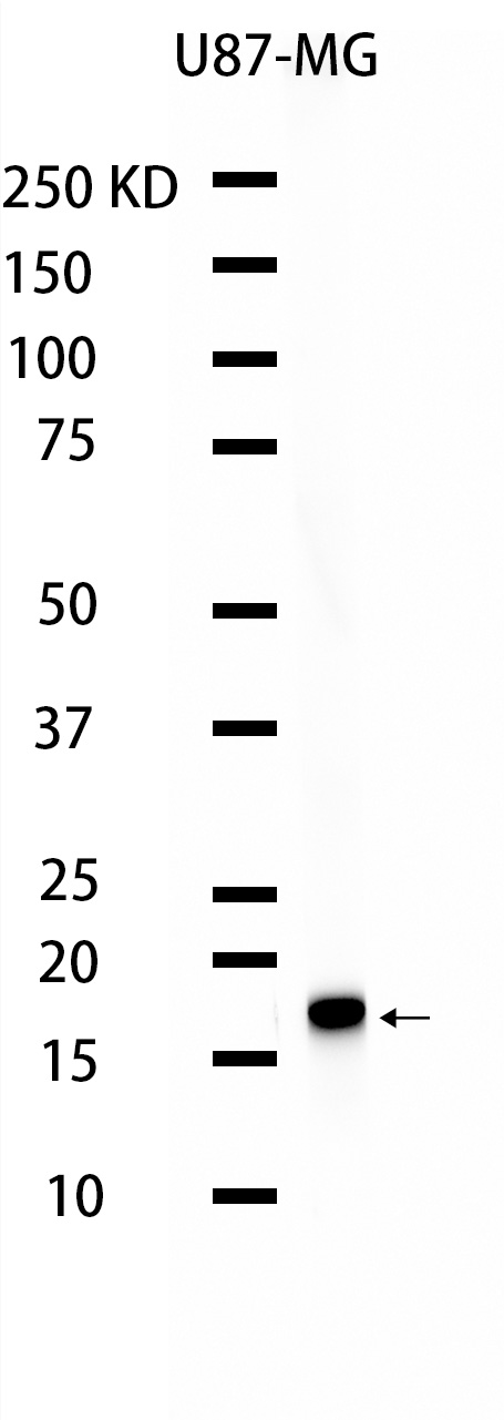 1 - ARPC5L (15V19) Rabbit Monoclonal Antibody AP93723