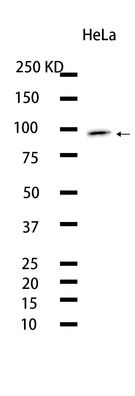 1 - ASCC2 (14E10) Rabbit Monoclonal Antibody AP93724