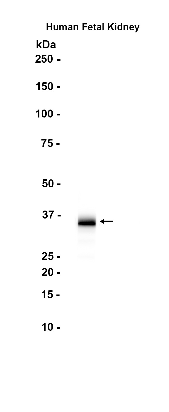 1 - ASPA (4G3) Rabbit Monoclonal Antibody AP93725