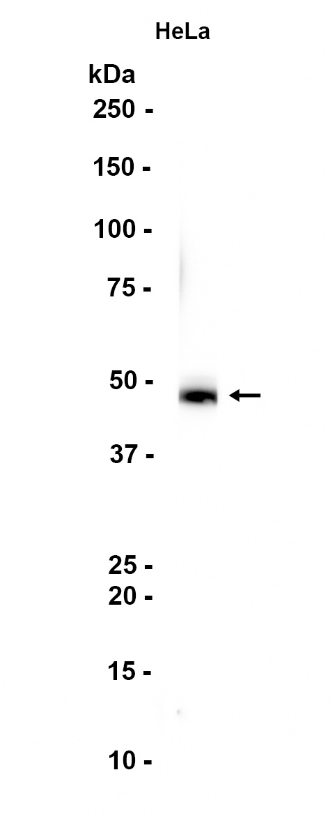 1 - Beta Arrestin 2 (7Q7) Rabbit Monoclonal Antibody AP93728