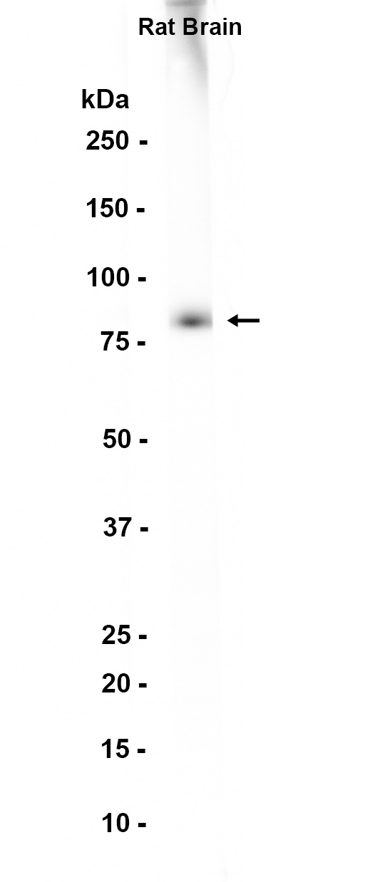 1 - BMAL1 (9K1) Rabbit Monoclonal Antibody AP93729