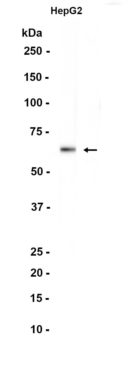 1 - Bovine Serum Albumin (7M18) Rabbit Monoclonal Antibody AP93730
