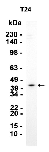 1 - BRN3A (2E17) Rabbit Monoclonal Antibody AP93731