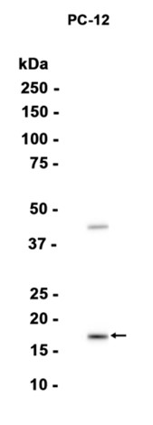 1 - CIRP (4X3) Rabbit Monoclonal Antibody AP93733