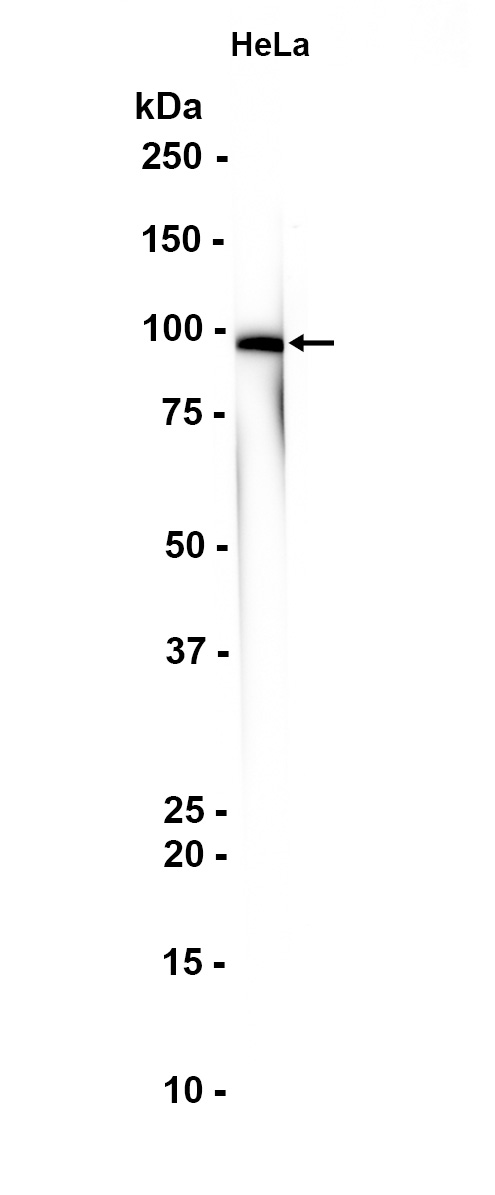 1 - CLCN2 (2C7) Rabbit Monoclonal Antibody AP93734