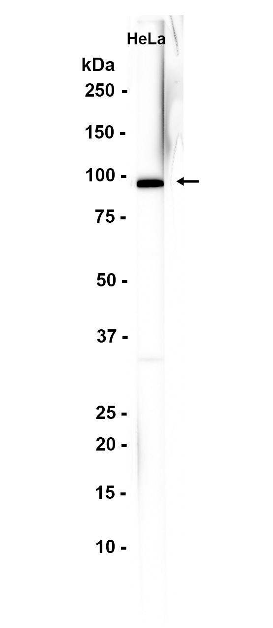 1 - Dynamin-2 (18D2) Rabbit Monoclonal Antibody AP93736
