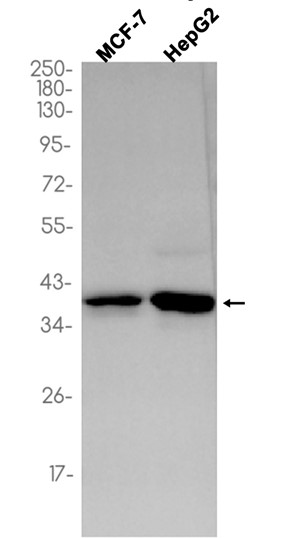 1 - EIF2S1 (18K9) Rabbit Monoclonal Antibody AP93737