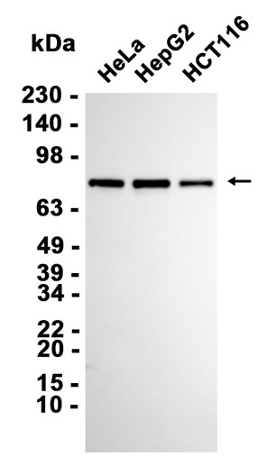 1 - GSPT1 (9M8) Rabbit Monoclonal Antibody AP93738