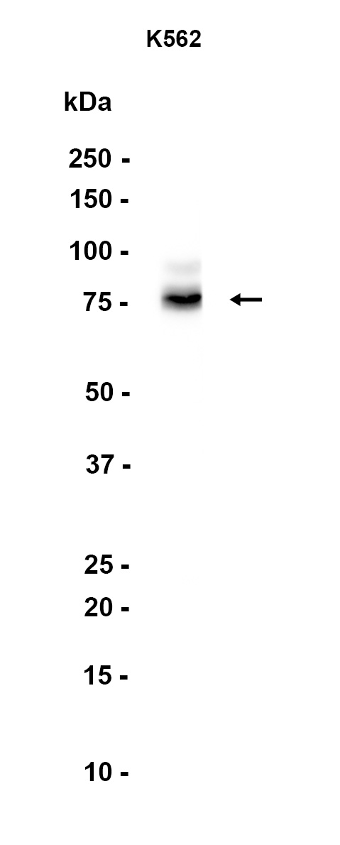 1 - GALNTL2 (10Y10) Rabbit Monoclonal Antibody AP93740