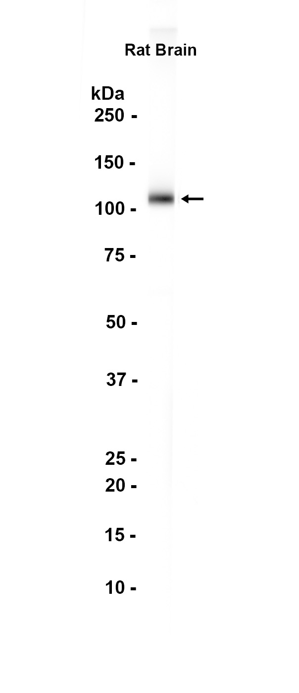 1 - AMPA Receptor 4 (GluA 4) (2F9) Rabbit Monoclonal Antibody AP93742