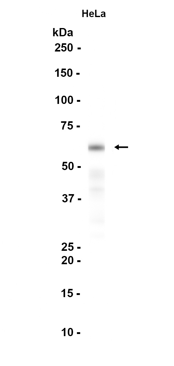 1 - GLYR1 (3Y4) Rabbit Monoclonal Antibody AP93743