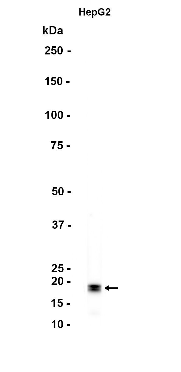 1 - MAX (8Z3) Rabbit Monoclonal Antibody AP93746
