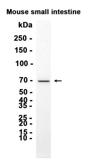 1 - PCSK1 (14N9) Rabbit Monoclonal Antibody AP93750