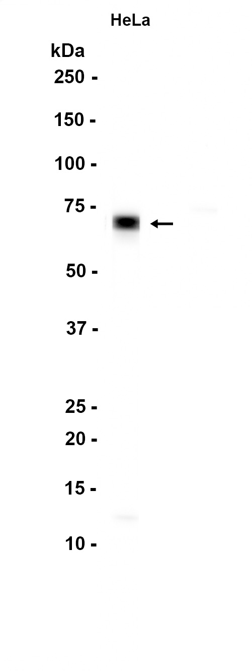 1 - RAPGEF5 (9A5) Rabbit Monoclonal Antibody AP93759