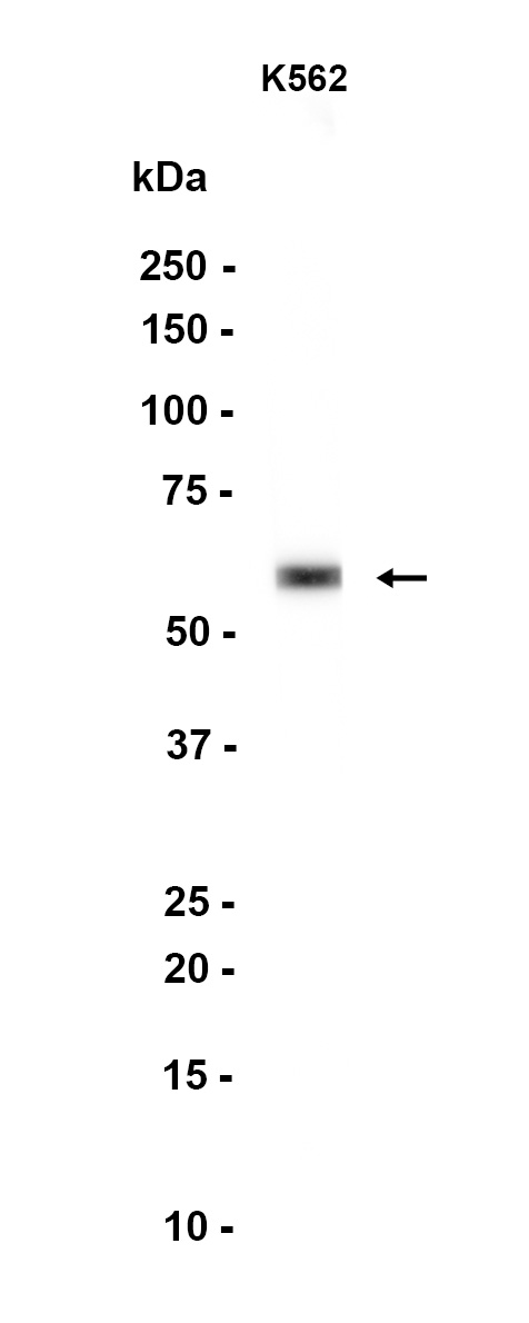 1 - SARS1 (6J10) Rabbit Monoclonal Antibody AP93763