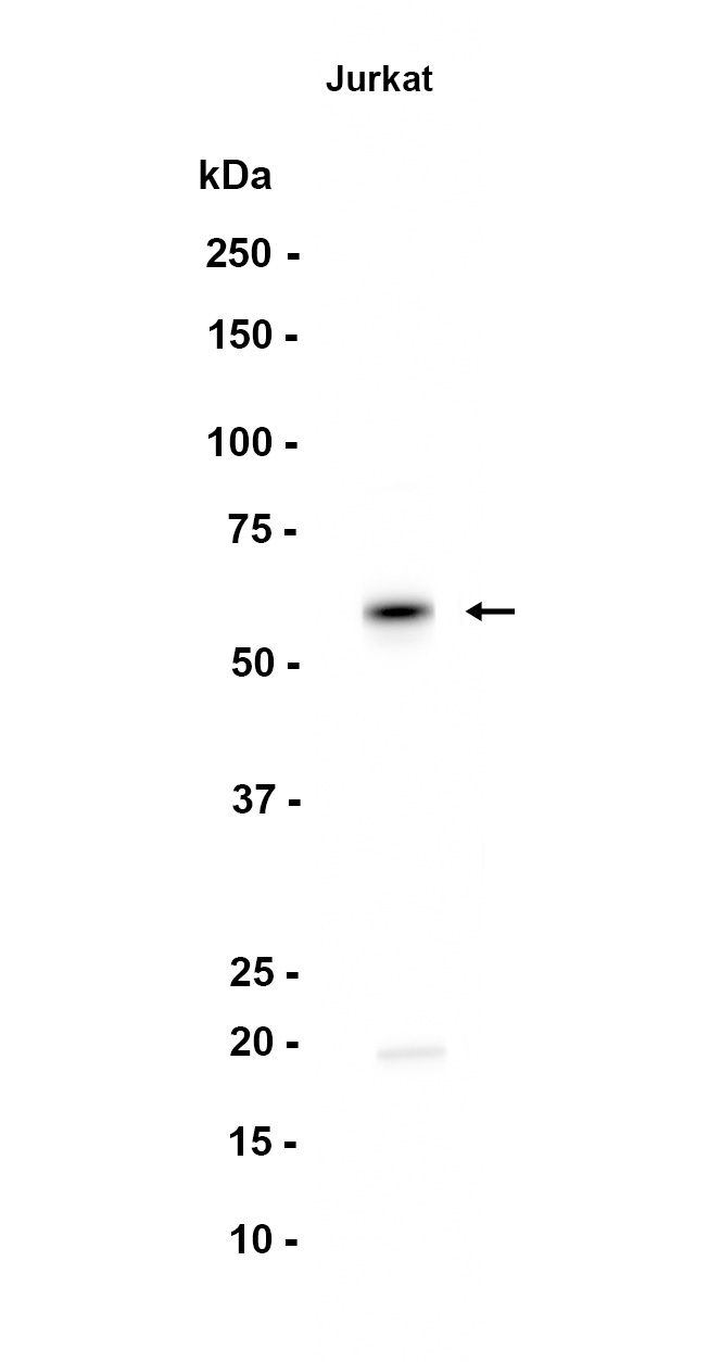 1 - SMAD2/3 (5D16) Rabbit Monoclonal Antibody AP93764