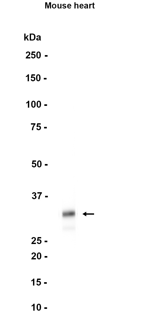 1 - Syntaxin 1A (3W6) Rabbit Monoclonal Antibody AP93767