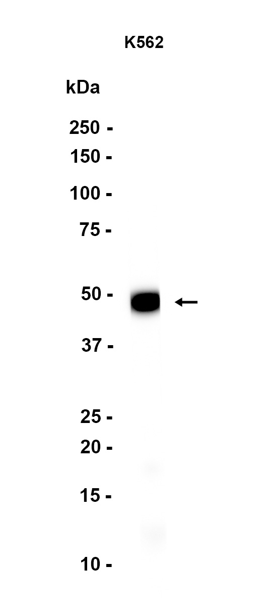 1 - TGF beta 1/3 (12N11) Rabbit Monoclonal Antibody AP93768