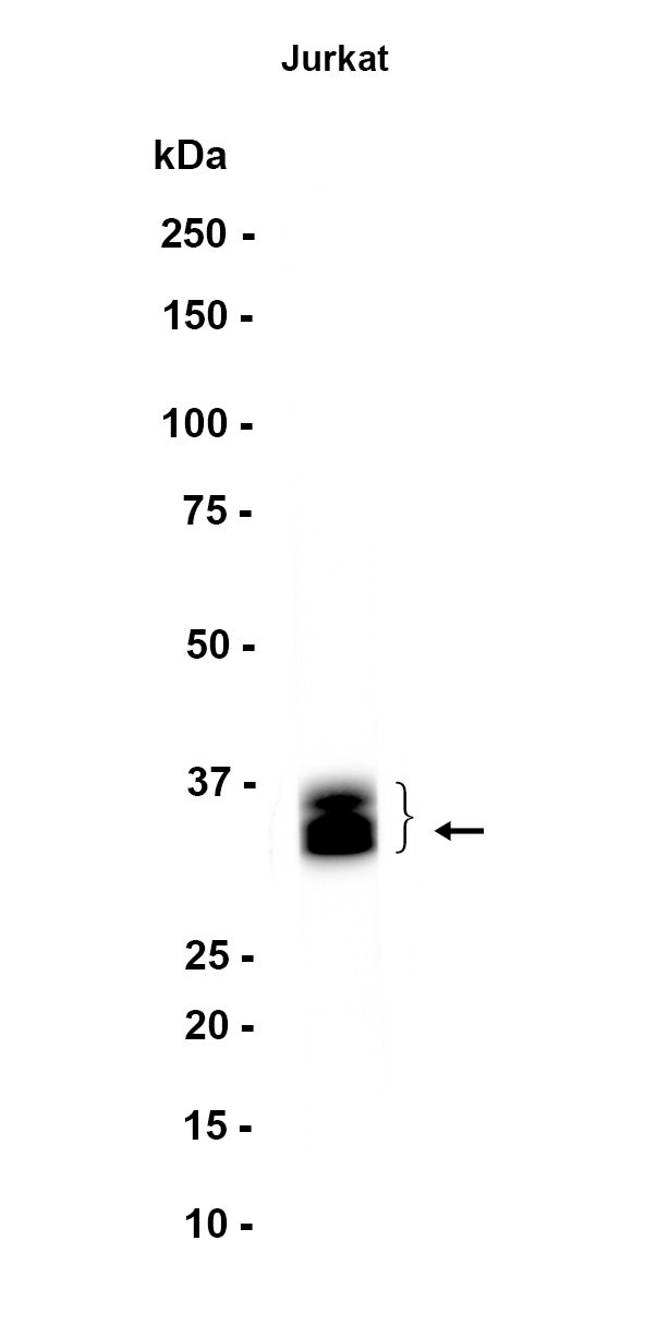 1 - TRA2B (2P2) Rabbit Monoclonal Antibody AP93771