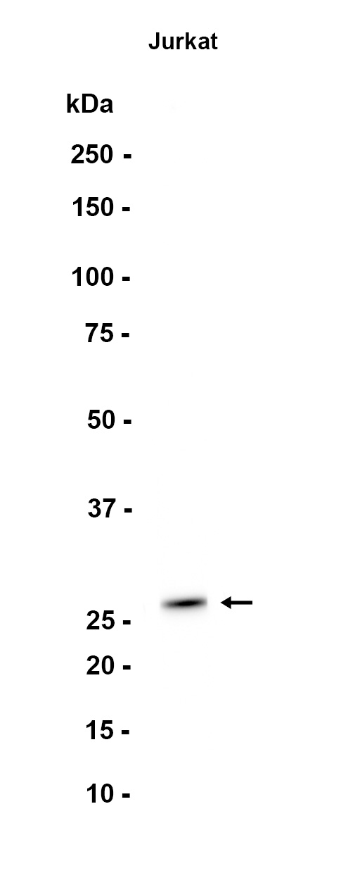 1 - UCHL3 (16N15) Rabbit Monoclonal Antibody AP93773