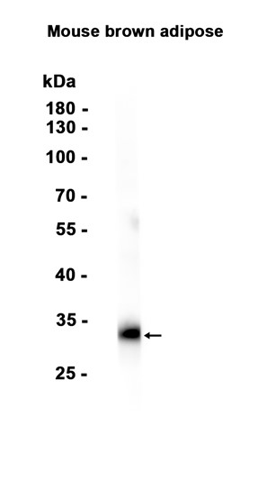 1 - UCP1 (8C9) Rabbit Monoclonal Antibody AP93774