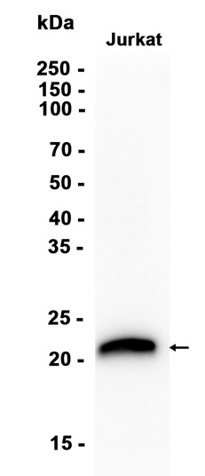1 - CD3 (19W11) Rabbit Monoclonal Antibody AP93777