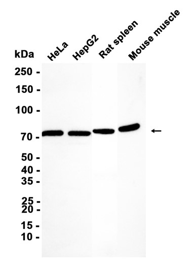 1 - SHP2 (11I13) Rabbit Monoclonal Antibody AP93779